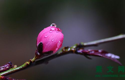雨后隨想