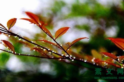秋雨嘆