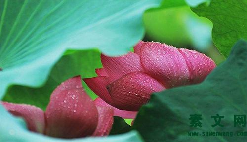 雨后隨想