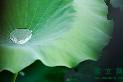 雨后隨想