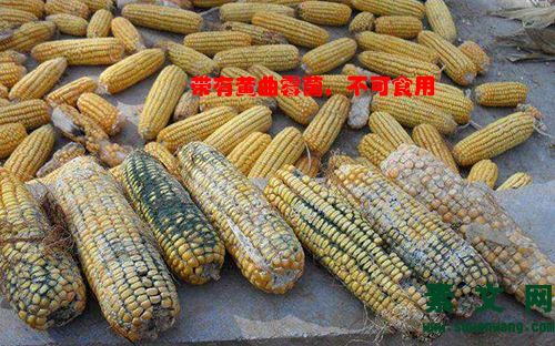 黃曲霉菌相關常識