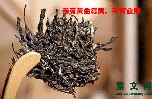 黃曲霉菌相關常識