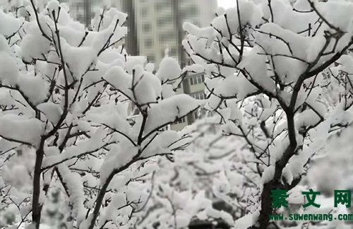 2020年的場雪