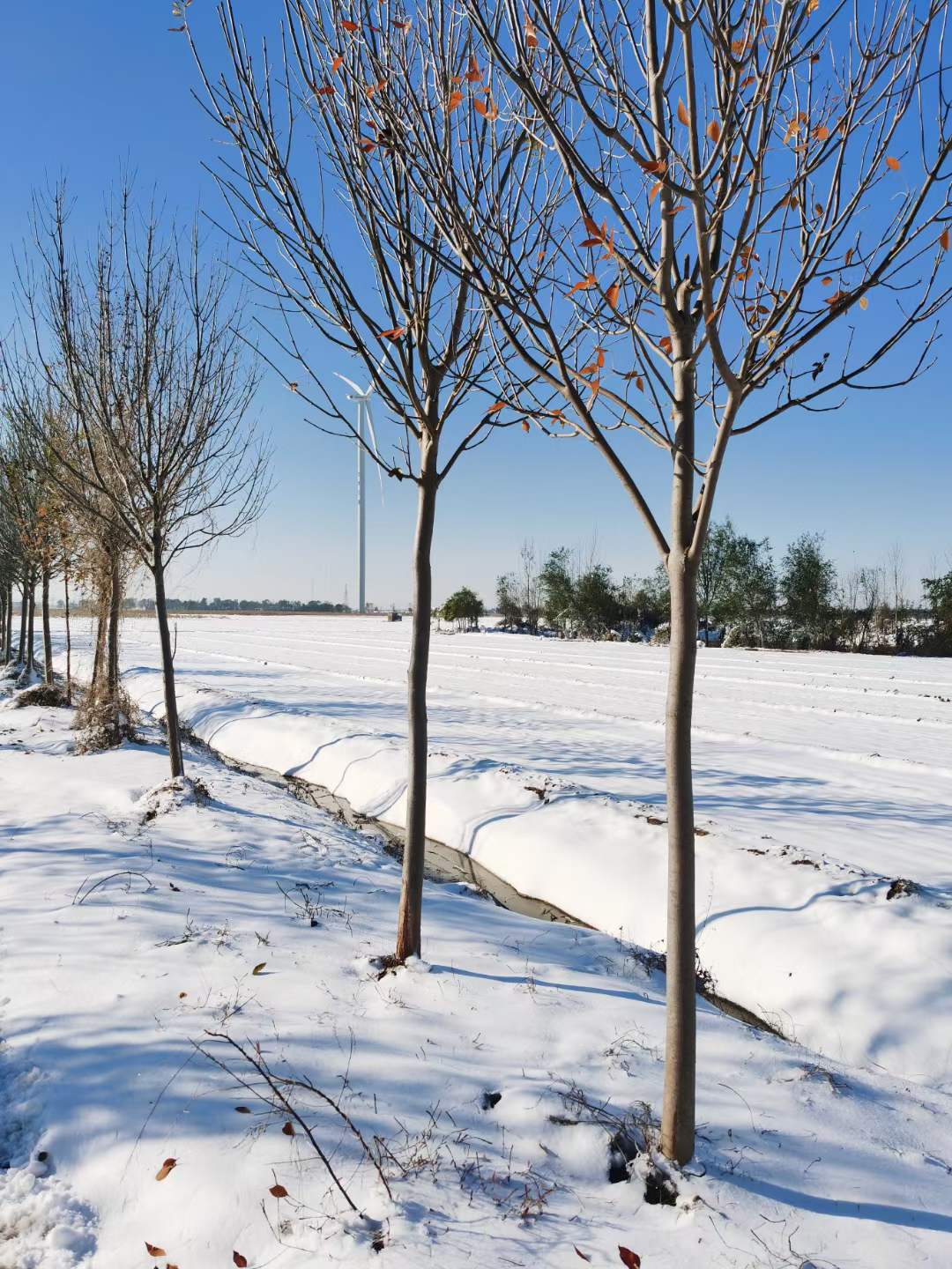 雪景