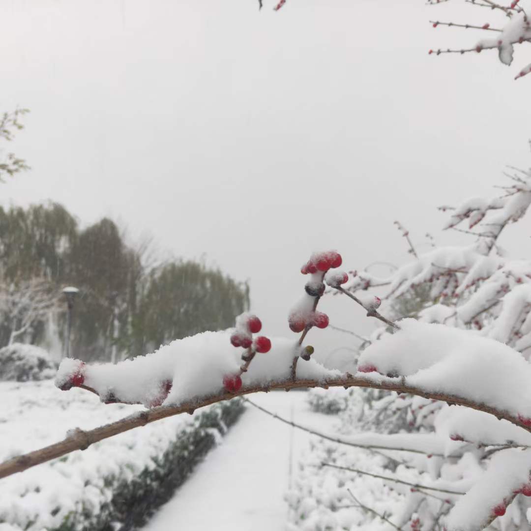 自拍攝唯美雪景圖片大全