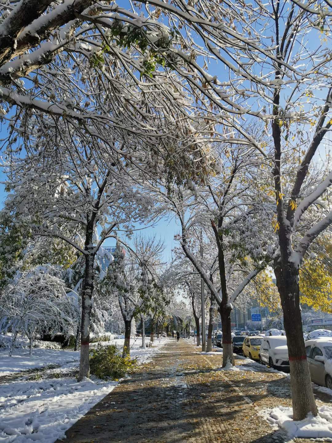 雪景