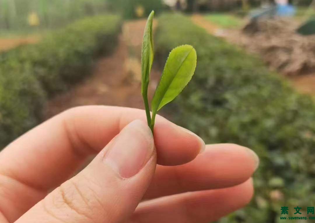 欣賞的本質是什么？