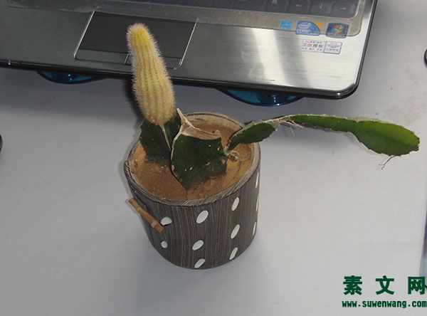 樂(lè)觀心態(tài)的短句