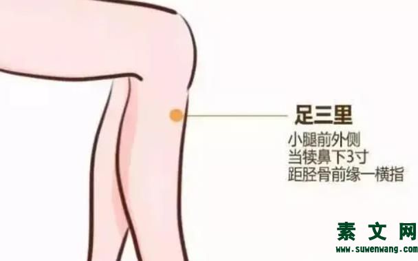足三里穴的作用