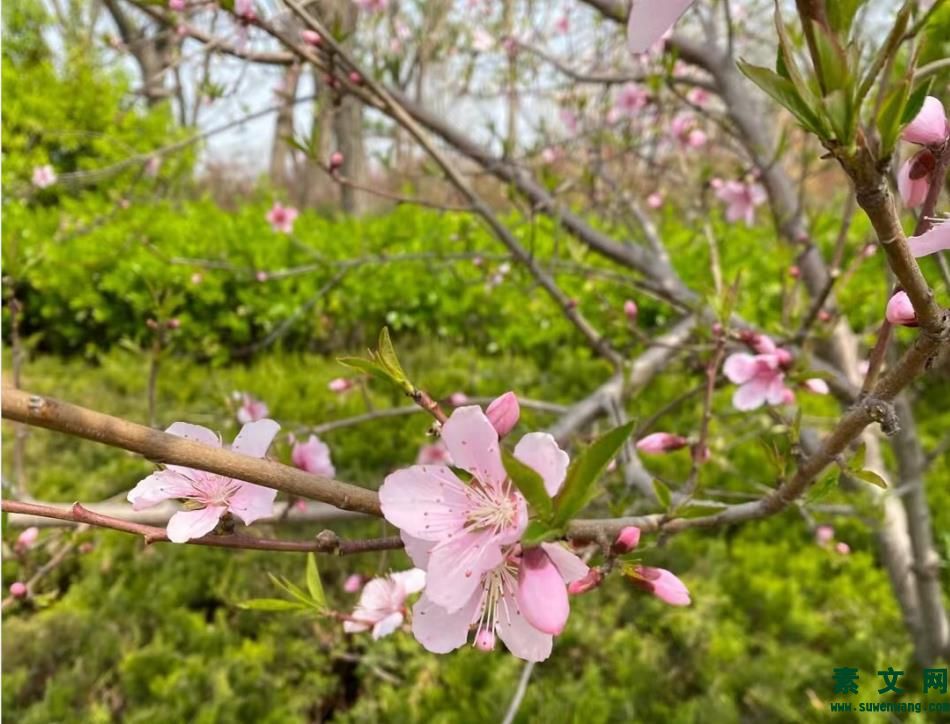 春暖花開(kāi)的季節(jié)短句