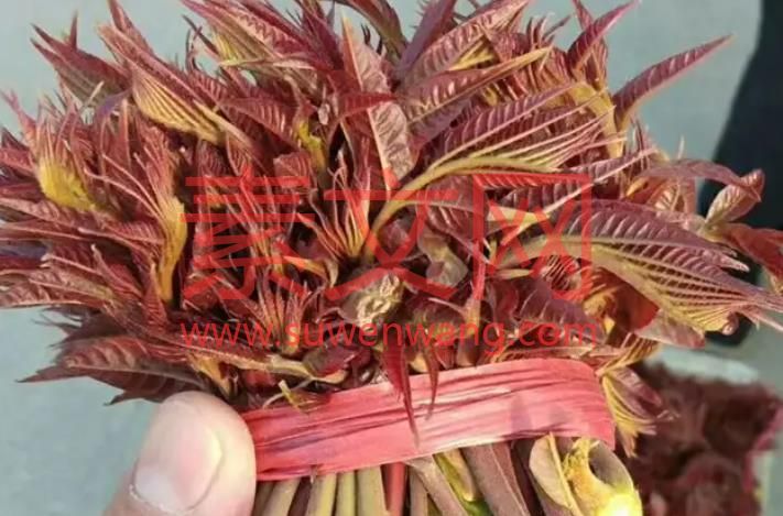 詠椿芽  Yongya  三月春枝吐嫩芽，  In March, the spring branches spit out the tender shoots,  獻出美餐送萬家。  offering a delicious meal to thousands of families.  冬去春來戰嚴寒，  Go to winter and spring to fight the cold,  傷痕累累不懼怕。  scarred and not afraid.