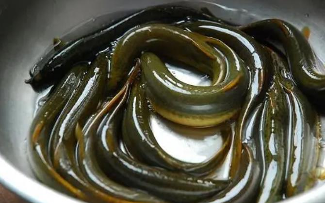 與泥鰍相克的食物有哪些