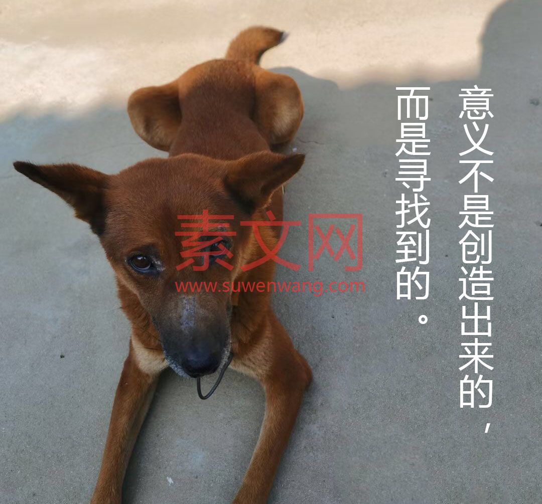 冬季狗狗怎么補(bǔ)充維生素