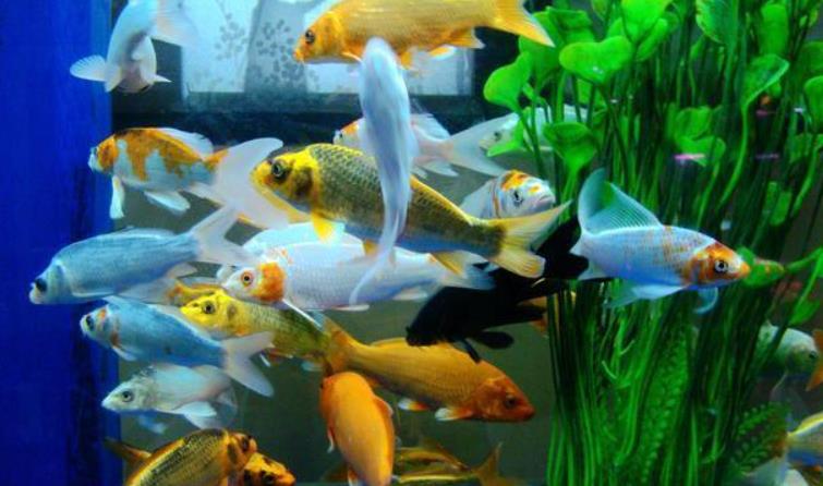 如何選擇合適的魚缸