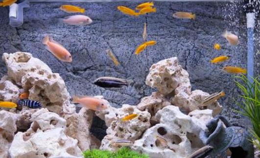 哪些魚類適合家庭養殖